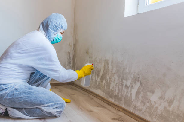 Licensed Mold Inspection service in Reading, MA - WQB Mold Removal